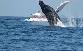 Witness the Majestic Whales of Samaná with HQT Punta Cana